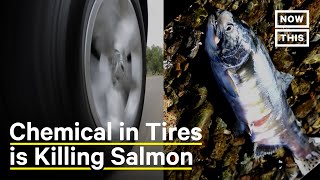 West Coast Salmon Species Is Dying From Car Tire Chemicals