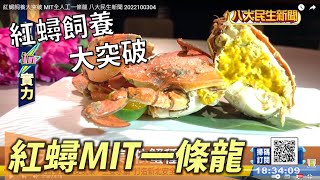 紅蟳飼養大突破 MIT全人工一條龍 |【民生八方事】| 2022100304 @gtvnews27