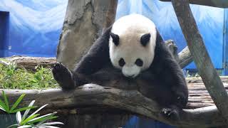 20200702 圓仔睡醒舔點點 回籠覺勝過午餐 Giant Panda Yuan Zai