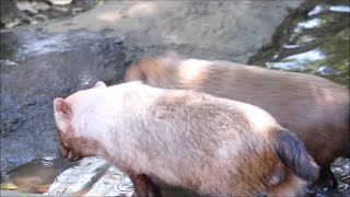 2020/09 ヤブイヌ 歳の差ペア フキとスマイラー　in  ズーラシア  Bush Dogs