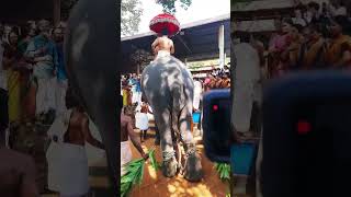 ഗജവീരന്റെ എഴുന്നള്ളത്ത് |തളിപ്പറമ്പ് ഗണപതി #elephant #elephantattack #temple #wildlife