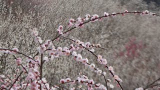 月ヶ瀬梅渓 奈良 Tsukigase plum valley Nara JAPAN 7tn Mar. 2020