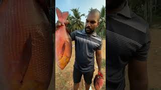 சிவப்பு நிறத்தில் இருக்கும் பெரிய மீன் #fish #shortsvideo #neerodi #shortsyoutube