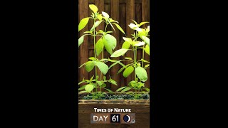 Growing Lemon Basil - 61 Days Time Lapse #Shorts