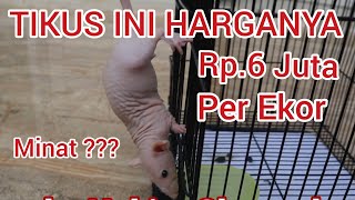 Penampakan Tikus Seharga Rp.6 Juta  per Ekor - Non Pesugihan #TikusLangka #TikusUnik