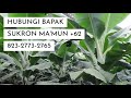 WA +62 823-2773-2765, Jual bibit pisang raja kultur jaringan Kota  Jakarta Selatan (Jaksel)