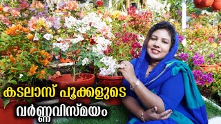 കടലാസ് പൂക്കളുടെ വിസ്മയലോകം | Bougainvillae Plant Care Tips