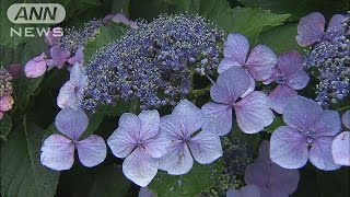 梅雨空にあじさい見頃　淡いピンクや紫の200種(15/06/14)