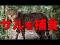 急速に進化するマダガスカルのノネコに衝撃の変化が！！【解説動画】