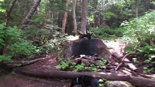 Stealth Site on nineteen mile brook trail