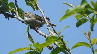 ウグイス　ちょこっと鳴いてくれました