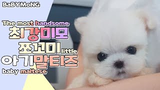 (ENG)[말티즈분양] 최강미모 쪼꼬미 아기말티즈 The most handsome little baby maltese