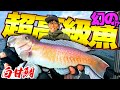 キロ〇〇万円の超高級魚を釣り上げてしまった！！