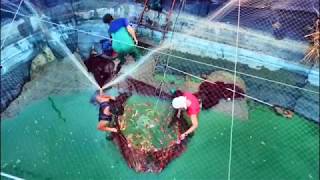 魚世界 FishWorld[新竹新埔][鯉池苑錦鯉園] 錦鯉養殖場池揚花絮 Taiwan koi farm