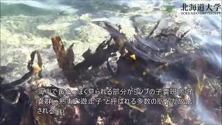 Kelp colonies on the coast of the Sea of ​​Japan in southwestern Hokkaido