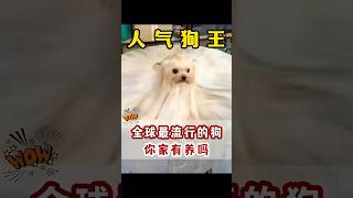 最受欢迎狗狗排行，第一名意想不到 #最受欢迎的狗狗 #养狗 #贵宾犬 #德牧 #拉布拉多