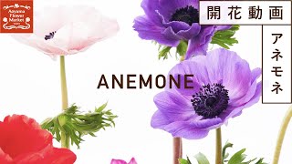 アネモネ開花動画/タイムラプス【青山フラワーマーケット】