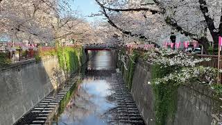 桜ふぶき＠目黒川 '23 Cherry Blossoms -3- @ Meguro River, Tokyo, Japan