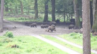 Wildschweine im Ebersberger Forst