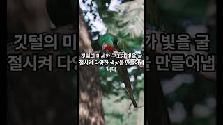 충격! 새의 깃털에 숨겨진 놀라운 비밀, 색깔을 바꾼다고? #생활 #지식