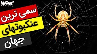 برترین ها : 5 تا از سمی ترین و خطرناک ترین عنکبوت های جهان !