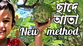 নতুন পদ্ধতিতে ছাদে আতা  ।  new method to grow sugar apple on roof