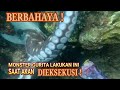 Spearfishing Indonesia Memanah Ikan- SAAT AKAN DIEKSEKUSI TIBA2 MONSTER GURITA LAKUKAN INI !