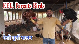 देसी मुर्गी पालन / FFG Poultry Farming / Parent Birds @poultry_farming