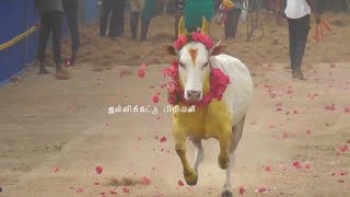 மறக்க முடியாத காளை கருப்பு கொம்பன் 😔||வெள்ளை கொம்பன் 😍||jallikkattu ||jallikkattu video