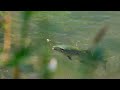 High on Hoppers - Goulburn River