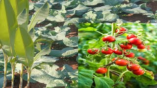 ଫୁଲ କବି ଚାଷ || ବିଲାତି ଚାଷ || କଦୋଳୀ ଚାଷ|| Tomato farming and banana farming