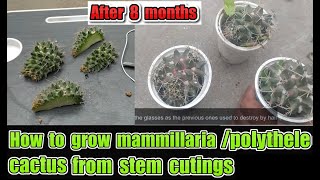 how to grow mammillaria cactus from cuttings | mammillaria polythele cactus propagation