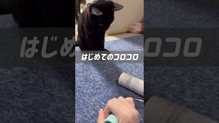 ビビりな子猫がはじめてコロコロを見た反応が面白かった。笑 #shorts #猫 #子猫 #猫動画