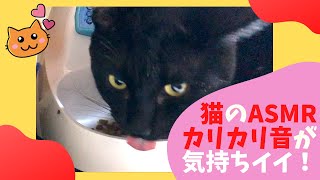 【ASMR】猫のカリカリエサ咀嚼音が心地良すぎる！ ASMR mastication sound of cat