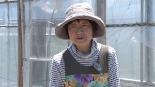 【ながの旬チャンネル】花卉栽培　曽川とし子さん - 長野市農業公社