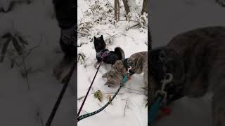 秋田犬銀ちゃんの初めての雪遊び！