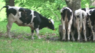 牛さんは食事中です(Niigata)雲上の楽園 笹ヶ峰牧場にて 生きものバンザイ