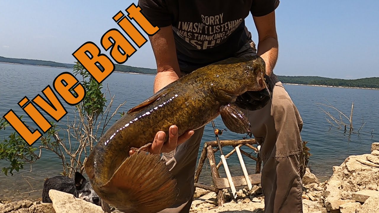 Lake Fishing For Flathead Catfish / Live Catfish Bait - YouTube