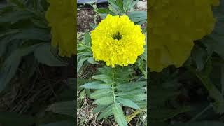 マリーゴールド植えつけ🌼【家庭菜園だより】marigold