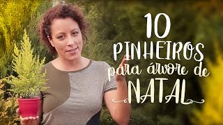 10 PINHEIROS pra ÁRVORE de NATAL