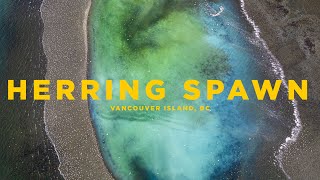 Herring Spawn in 4K | Vancouver Island