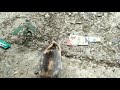 cat says yam yam while eating আমাদের চিন্টু বিড়াল