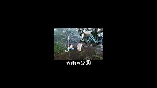 雨でびしょ濡れの猫たちに猫ハウス #shorts