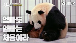 아이바오 엄마 되던 날, 함께 성장한 아이바오와 송바오ㅣThe Day Ai Bao Became Mother… Ai Bao And Song Bao Grew Together