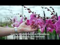 phalaenopsis subtitled dutch piet vijverberg procesvideo