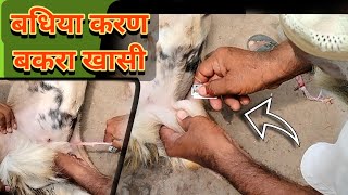 बकरे को बधिया करण (खस्सी) Castreting° करने का तरीका || goat castretiing Method|| Sabri goat farm