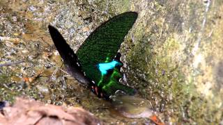 The Swallowtails Butterfly (Papilio paris nakaharai) 大琉璃紋鳳蝶