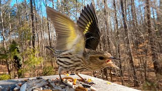 Pine Siskins! Have you seen them at your feeder?