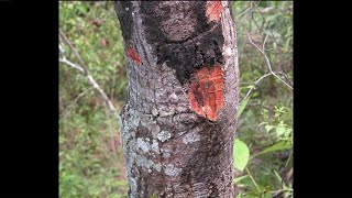 Learn how you can save your trees from `Sudden Oak Death`