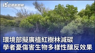 環境部擬廣植紅樹林減碳 學者憂傷害生物多樣性釀反效果｜20240718 公視晚間新聞